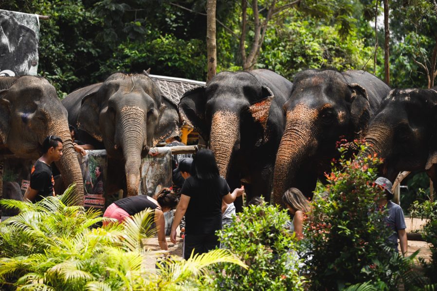 Phuket Fil Korunağı (Elephant Sanctuary)