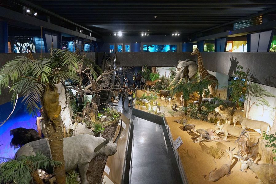 Viyana Doğa Tarihi Müzesi (Naturhistorisches Museum)